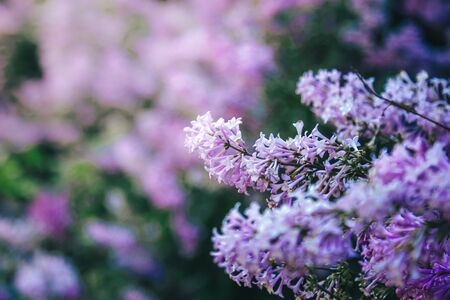 Lilac bush, lilac backgroundの写真素材
