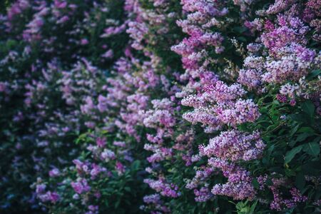 Lilac bush, lilac backgroundの写真素材