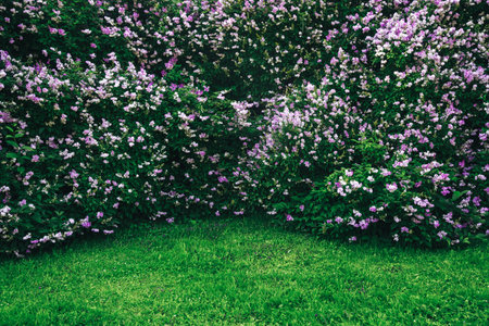Lilac bush, lilac backgroundの写真素材