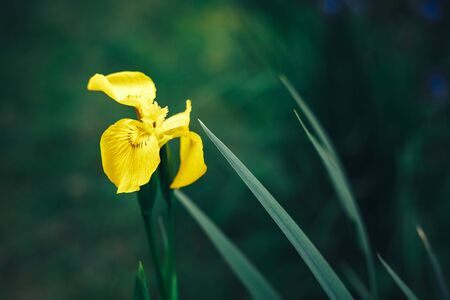 yellow Iris flower close up on dar green backgroundの写真素材