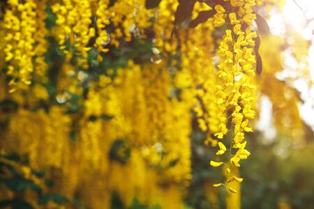 The great garden blooming yellow wisteria blossoms in Springの写真素材
