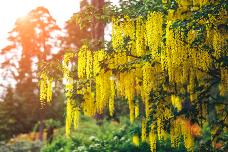The great garden blooming yellow wisteria blossoms in Springの写真素材