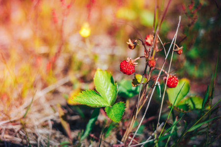 red and unripe wild strawberry on bush