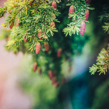 Fir tree brunch close up. Shallow focus. Fluffy fir tree brunch close up. Christmas wallpaper concept. Copy space.の写真素材
