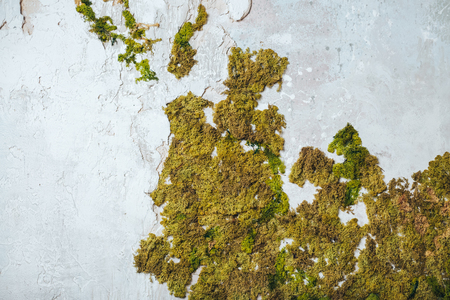 Green moss on old wall, Moss on the wall,Closeup of Moss on the wallの写真素材