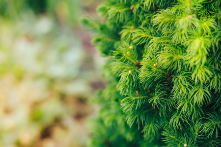 Fir tree brunch close up. Shallow focus. Fluffy fir tree brunch close up. Christmas wallpaper...