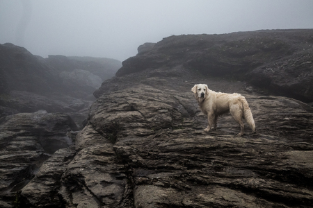 Golden Retriever standing on rough terrain in at the foot of theの写真素材