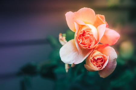 Blossom pink roses and bokeh. beautiful background with a rose. Suitable for postcards and other design schemesの写真素材