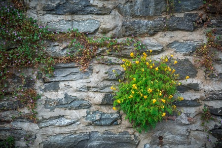 Vintage grunge brick wall with green plantsの写真素材