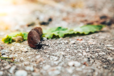 Snaile without a shell on the dirt-track in macro close-up blurred backgroundの写真素材