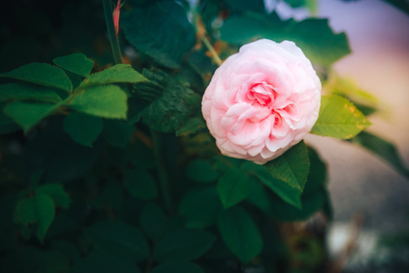 Blossom pink roses and bokeh. beautiful background with a rose. Suitable for postcards and other design schemesの写真素材