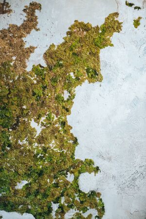 Green moss on old wall, Moss on the wall,Closeup of Moss on the wallの写真素材