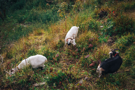 a mountain goats looks at the landscapeの写真素材