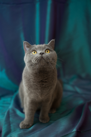 Very beautiful pensive British cat sits on purple background . The concept of pets.の写真素材