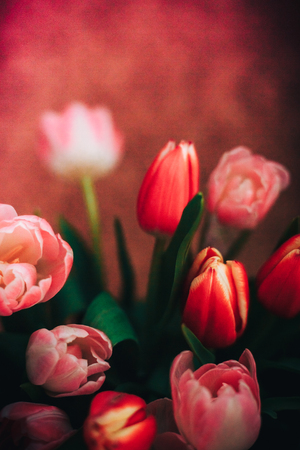 Beautiful red and pink tulips natural background and reflectionsの写真素材