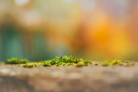 natural green background with selective focus. Autumn landscape. Beautiful leaves. Colorful trees. foliageの写真素材