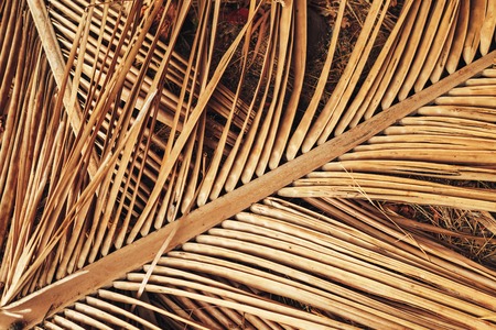 Dry palm leaf for background.の写真素材