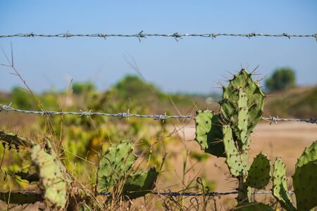 a old rustic barb wire fence next to a desert cactus. this fence represents control and force with metal and limits. The desert countryside is necessary to have barb wire to keep off your property.の写真素材