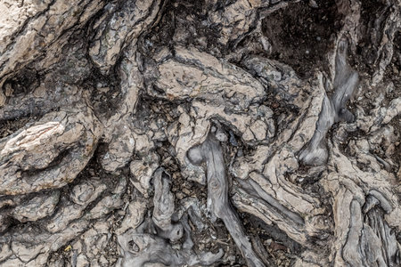 grange texture of bark of an old tree as an art of nature