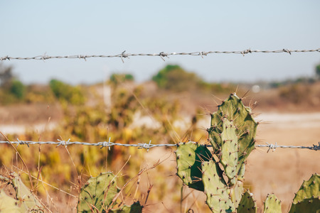 a old rustic barb wire fence next to a desert cactus. this fence represents control and force with metal and limits. The desert countryside is necessary to have barb wire to keep off your property.の写真素材