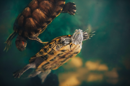 Red Eared Terrapin - Trachemys scripta elegans in the aquariumの写真素材