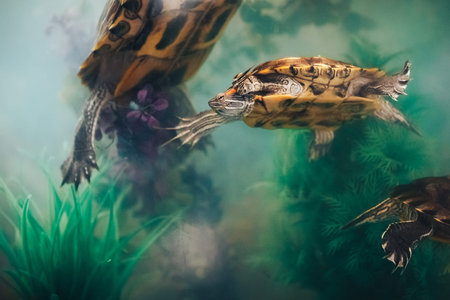 Red Eared Terrapin - Trachemys scripta elegans in the aquariumの写真素材