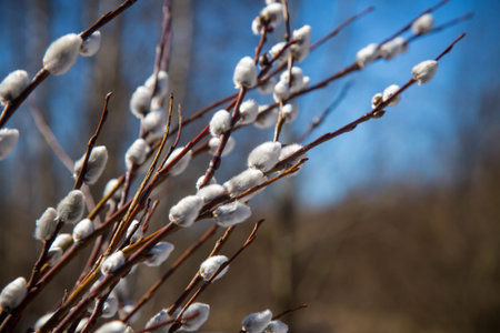 Fluffy buds on branches of spring willow tree against blue sky background.