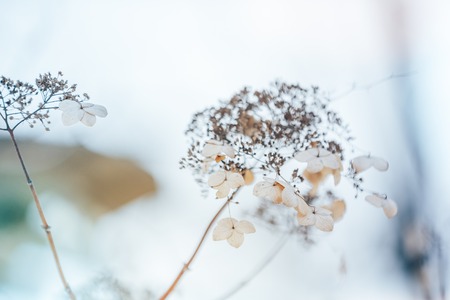 Small white flowers on a toned on gentle soft blue and pink background outdoors close-up macro . Spring summer border template floral background. Light air delicate artistic image, free spaceの写真素材