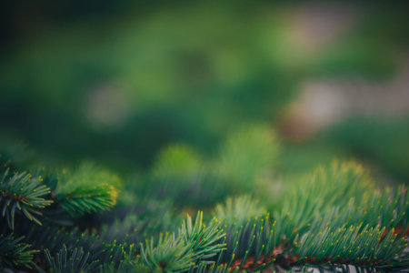 Fir tree brunch close up. Shallow focus. Fluffy fir tree brunch close up. Christmas wallpaper...