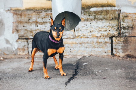 Young doberman Pinscher tied to the pipeの写真素材