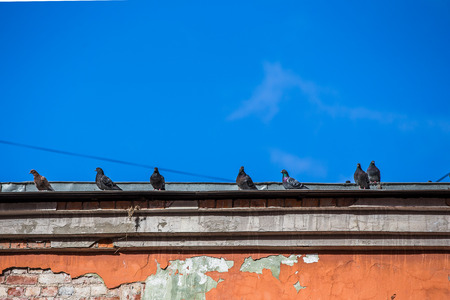 Pigeons. Flock of pigeons on the roof building.の写真素材