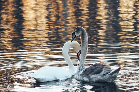 Beautiful swan family. Grey young swan and mother swanの写真素材