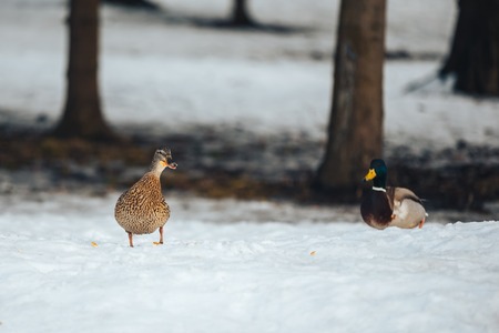 Duck sitting on twirled treeの写真素材