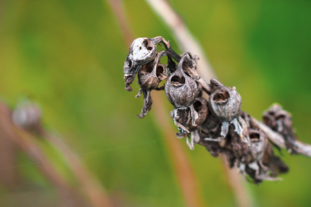 dead flower - dead life. On green background in gardenの写真素材