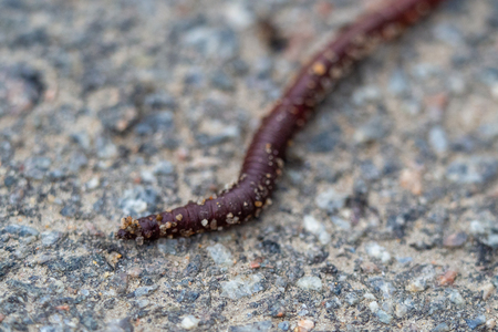 Macro shot of earthworm on asphalt from earthworm farm with copy space. The light make the rainworm skin Shine bright which make them look gorgeous, valuable, beautiful and so cute.の写真素材