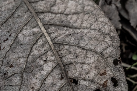 Extreme macro texture shot of orange autumn spring tree leaf for pattern