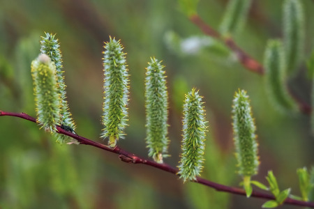 spring bloom on green background close up for pattern. blue sky. shallow depth of fieldの写真素材