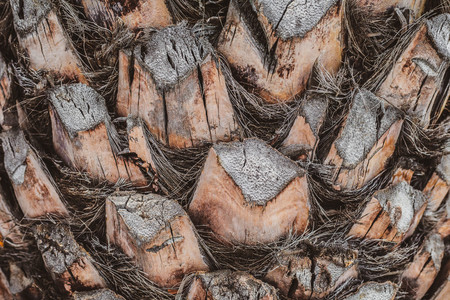 Upper trunk detail of palm tree background texture pattern.の写真素材