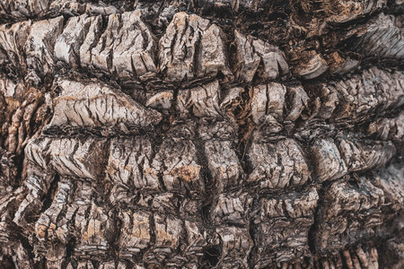 Upper trunk detail of palm tree background texture pattern.の写真素材