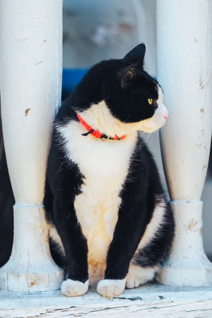 black and white cat with green eyes watches things from the porchの写真素材
