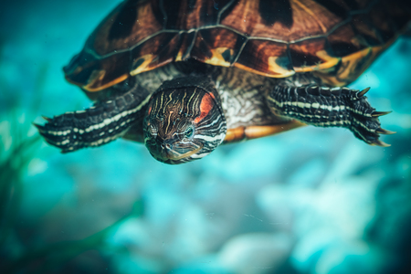 Isolated close-up of a red-eared slider turtle red-eared terrapin in a pondの写真素材