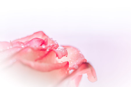 Closed up of sweet pink rose flower for valentines day and wedding background, selective focusの写真素材