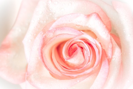 Closed up of sweet pink rose flower for valentines day and wedding background, selective focusの写真素材
