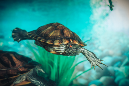 Isolated close-up of a red-eared slider turtle red-eared terrapin in a pondの写真素材