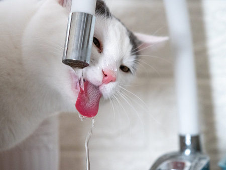 cat drinking water in bathroomの写真素材