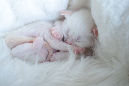 Newborn British Longhair White Kittens Sleeping on a Plaidの写真素材