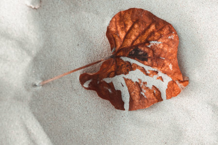 Top view of a yellow leaf lying in the sand on the beach, close-up.