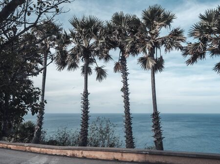 Row of coconut palm trees with beautiful colors in phuket thailand. Good picture for post on the wall in scandic styleの写真素材