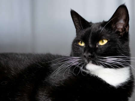 Black cat isolated on gray backgroundの写真素材