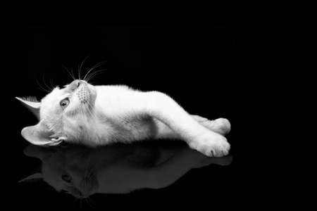white cat lying and isolated on black background. black and white pictureの写真素材